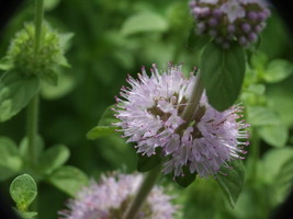 100 Pennyroyal Mentha Pulegium Seeds - $8.99