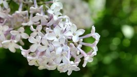 100 Soapwort (Saponaria) White - Flower Seeds - £6.37 GBP