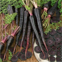 Black Nebula Carrot Seeds - $13.17 CAD