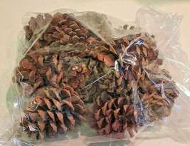 Set of (11) Natural Fresh Scotch Pine Tree Craft Wreath Scotch Pinecones - £7.89 GBP