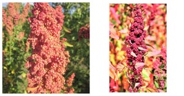 RED Head Quinoa Grain Chenopodium Quinoa Pink &amp; Red Heads White 200 Seeds - £17.32 GBP