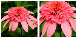 Echinacea Sweet Honey Coneflower, 200 Seeds, A Layer Of Rose Pink Outer Petals - £15.12 GBP