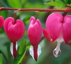 Red Dicentra Spectabilis Seeds Rare Orchid Bleeding Heart Seeds 100Pcs/Pack  - £23.24 GBP