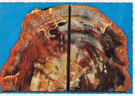 Arizona Postcard Petrified Araucaria Pine Cross Section - £1.12 GBP