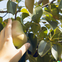 HGBO 10 Seeds Bartlett Pear Tree Seeds Pyrus Communis Sweet Edible Fruits From U - $8.72