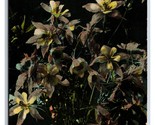 Columbine Flower Bouquet Gathered Near Leadville Colorado CO UNP DB Post... - $2.92