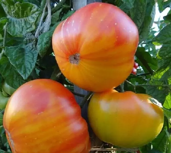 PINEAPPLE TOMATO 50+SEEDS  INDETERMINATE vegetable GARDEN - $10.00