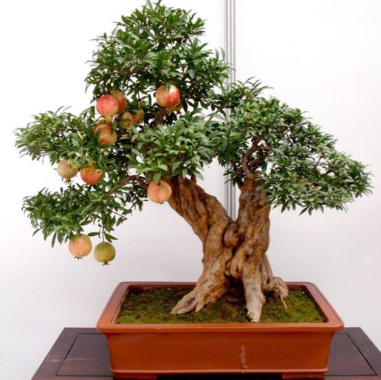 USA-Seller 20pcs bonsai pomegranate seeds very sweet fruit - $3.95