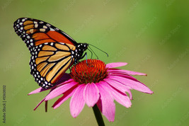 Framed canvas art print giclee monarch butterfly pink daisy flower nature summer - £31.57 GBP+