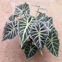 Best Mandalay Elephant Ear / Alocasia / Live Plant - £22.11 GBP