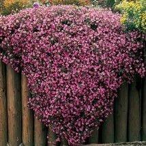 200 Soapwort Rose Seeds - £6.00 GBP