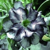 4 White Black Desert Rose Seeds Adenium Flowers - £7.90 GBP