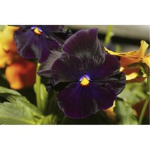 50 Pansy Bergwacht Flower Seeds - $7.99