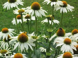 50 Baby White Coneflower Seeds Echinacea Flowers Perennial Seed USA Fast Shippin - £12.08 GBP