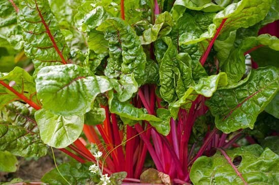 Spinach organic heirloom 100 seeds- code 063 Item image 6