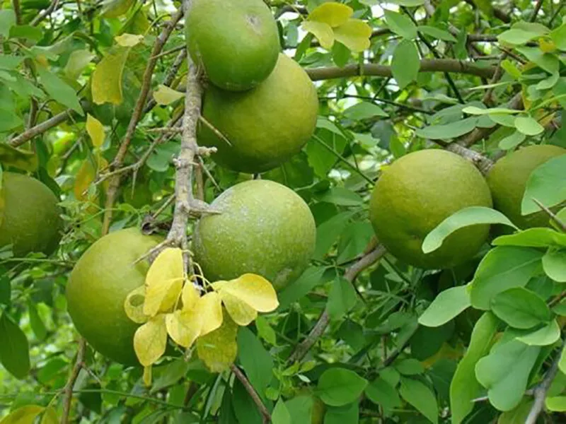 20 Aegle Marmelos Seeds Bengal Quince Golden Apple Stone Apple Bael Seeds - $14.49