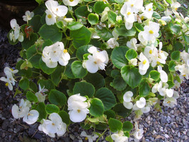 50 White Begonia Flower Seeds - £6.27 GBP