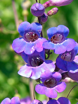 100 Showy Blue Penstemon Seeds - £6.38 GBP