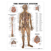 The Nervous System Anatomical Chart Poster - £11.56 GBP+