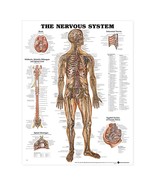 The Nervous System Anatomical Chart Poster - £11.56 GBP+