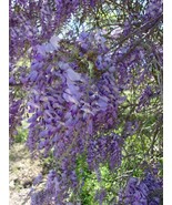 Wisteria Purple Flower Plants 2 Gal. Tree Plant Flowers Grow Trees Now - $817.83 MXN