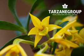 DENDROBIUM TRIGONOPUS ORCHID POTTED - $33.00