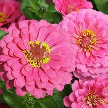 ArfanJaya 100 SeedsZinnia Luminosa Pink Huge Blooms Butterflies Hummingbirds - £8.30 GBP