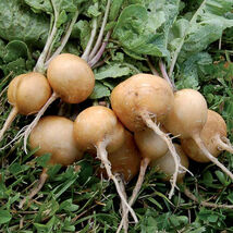 Golden Helios Radish Seeds, NON-GMO, Rare Heirloom, Variety Sizes, FREE ... - $1.97+
