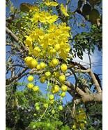 Golden Shower Tree For Planting 30 Stunning Weeping Bulk Seeds - $30.76 CAD