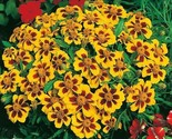 300 Seeds Naughty Marietta Dwarf French Marigold Flower Seeds Garden Pat... - $8.99