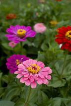 100 Mix Zinnia Lilliput Flower Seeds - £6.37 GBP