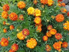 100 Mix Marigold Petite French Seeds - $7.99
