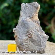 Arnioceras Ammonite Fossil | Jurassic Black Ven Marls Lyme Regis Dorset UK | - $11.72