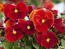50 Pansy- Scarlet Flower Seeds - $7.99