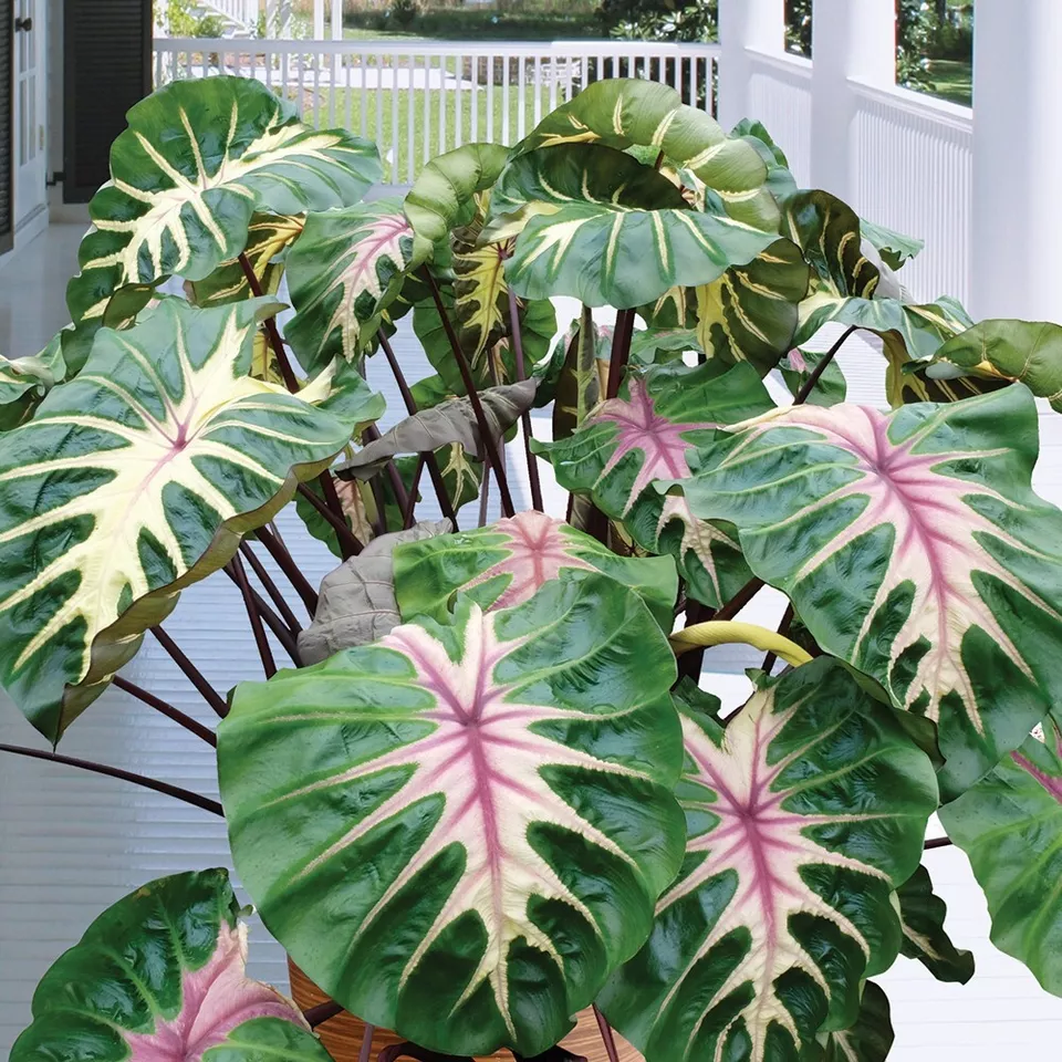 WWATER 15 Seeds Colocasia Royal Hawaiian House Plant Garden Flowers USA Seller - £7.86 GBP