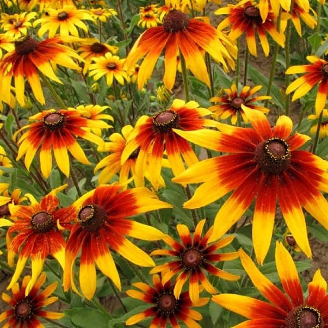 SYST 500 Seeds Gloriosa Daisy Rudbeckia Hirta Heirloom Seed Catalog Home... - $166.80 MXN