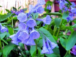 THJAR Virginia Bluebells Wildflower Seeds For Planting (10 Seeds) Mertensia Virg - £14.77 GBP