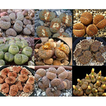 NEW 100pcs Lithops Succulents Garden Plants - Mix Seeds - $8.59