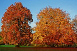 American Beech 4" pot (fagusgrandifolia)  image 7