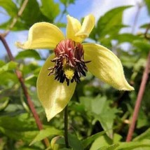 BEST 25 Seeds Easy To Grow Yellow Clematis Beautiful Flowersing - £7.87 GBP