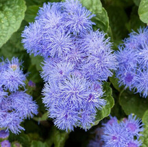 AD Ageratum Flower Seeds 1000 Dwarf Blue Mink Annual Wildflower Home Garden - $13.26