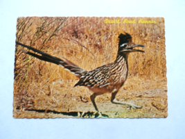 Phoenix AZ Arizona, Desert Road Runner Bird, Vintage Scalloped Postcard - £3.54 GBP