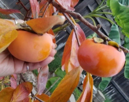4&#39;-6&#39; FUYU PERSIMMON Fruit Tree Plant Healthy Trees Grow Persimmons Plants - £76.07 GBP