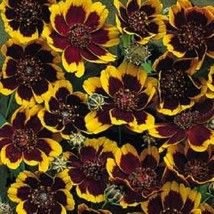 VP 30 Cosmidium Brunette Burridgeanum Greenthread Yellow Mahogany Flower Seeds - $4.50