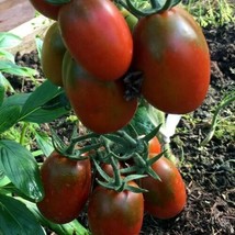 FRESH De Berao Braun | Black Tomato Seeds | Heirloom Tomatoes | Bulk - $14.40