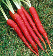 HS 350 Atomic Red Carrot Seeds Non-Gmo Fresh For 2024 Gardens Us Seller - £1.75 GBP