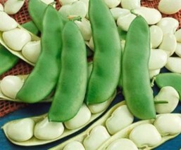 US Seller Henderson Bush Lima Beans 20 Seeds Fresh Seeds - $19.96