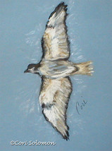 Flying Bird Art Pastel Drawing Framed and Matted Solomon - £131.58 GBP