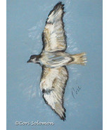 Flying Bird Art Pastel Drawing Framed and Matted Solomon - £131.89 GBP