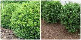 Newgen Freedom Boxwood - 4&quot; Pot - Buxus - Indoors Or Out - £39.16 GBP